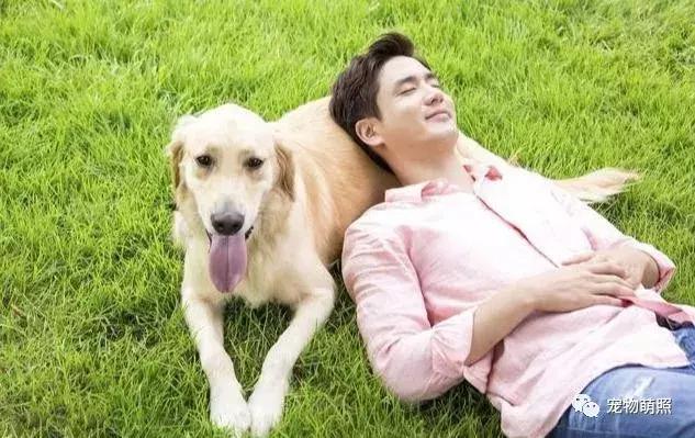 养金毛是公的好还是母的好,养金毛犬还是养拉布拉多