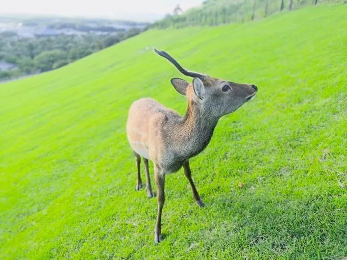 日本攻略你不会注意到的细节,日本攻略指南