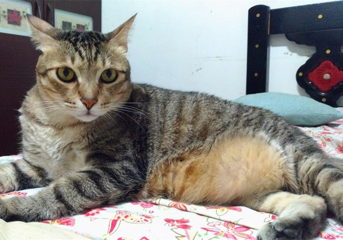 猫咪突然休克,猫咪突然抽搐休克直接失去心跳