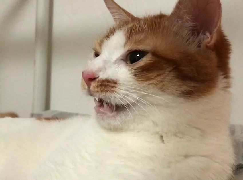 疫情家里养宠怎么消毒,养猫天天开窗通风还要消毒吗