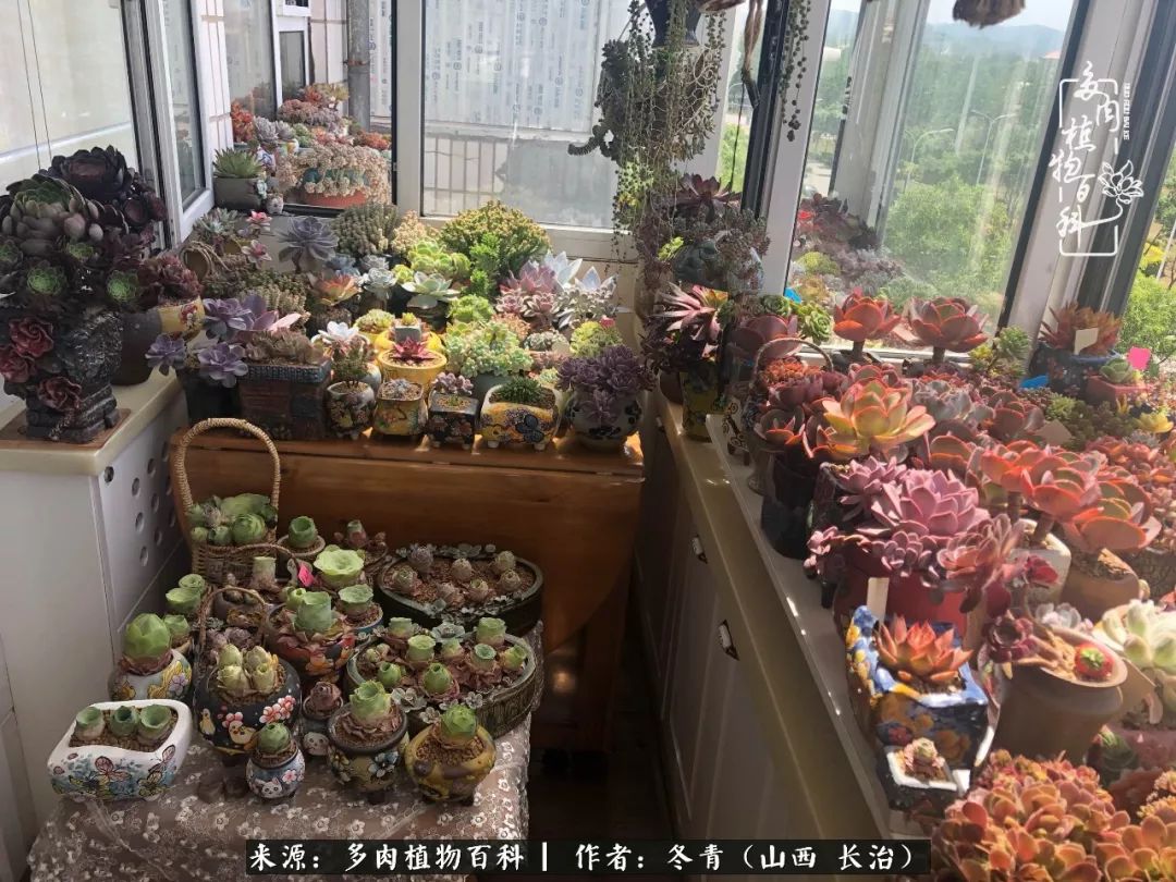 新手养多肉知道这4点打好基础,阳台上养多肉的正确方法