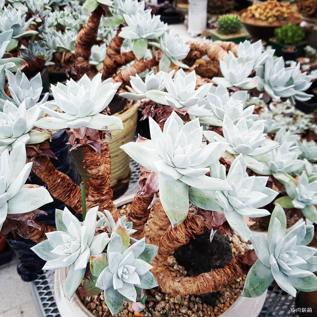 韩国大棚多肉,肉叔带你走遍韩国多肉大棚