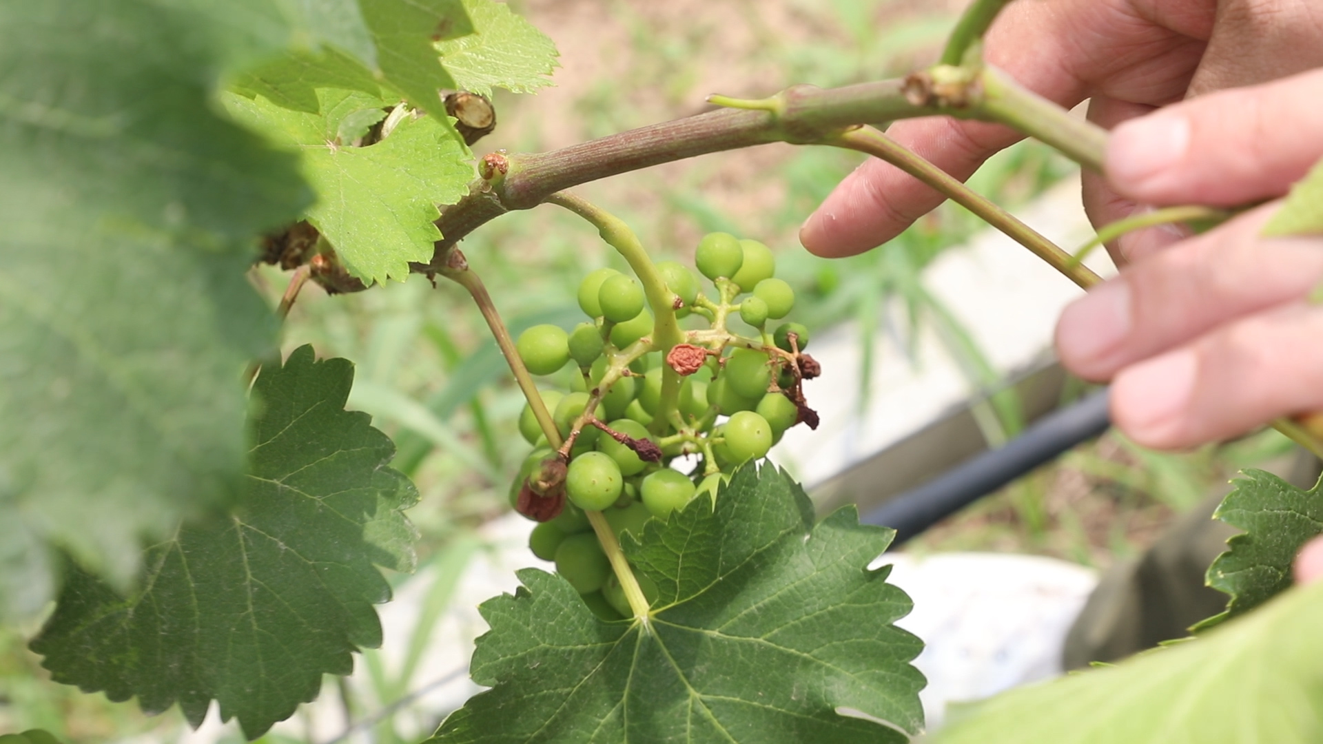 葡萄要多久才能变成葡萄干,葡萄为啥能晒成葡萄干