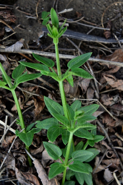 血见愁能治痔疮吗,血见愁是活血的吗