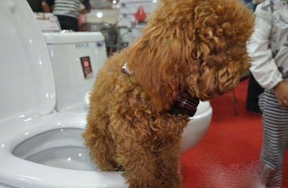 狗狗这些身体表现，是在给主人“敲警钟”