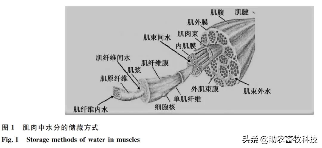 提高猪肉品质的饲喂方法,猪肌肉脂肪含量测定