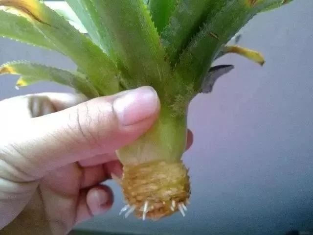 玉米棒子插水里，7天冒出小森林