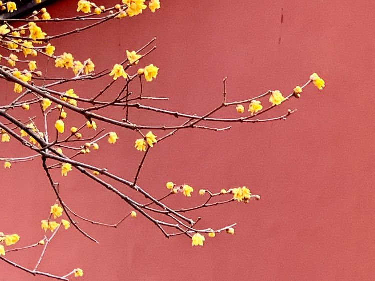 不惧严寒,不惧严寒静待春暖花开