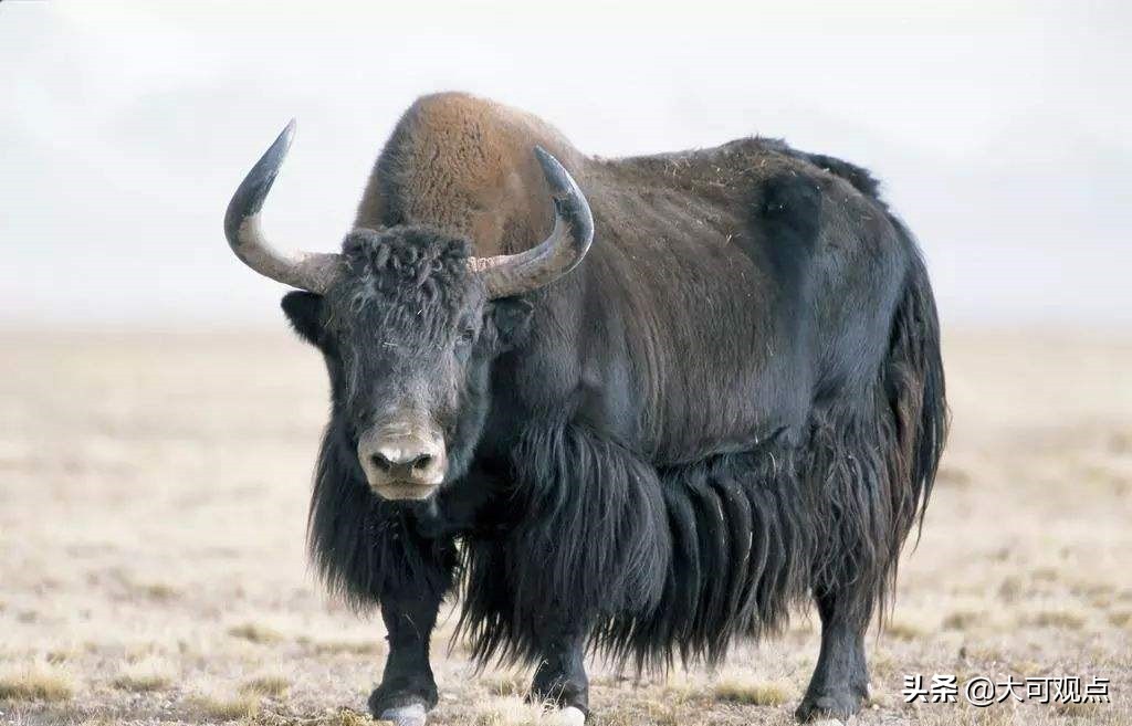 牦牛到底好不好吃,牦牛不好炖烂吗