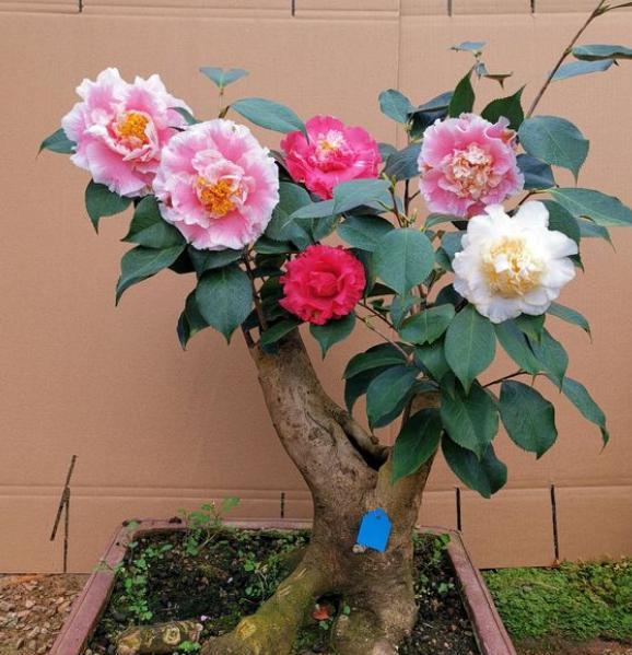 养茶花用什么肥料最好,养茶花施什么营养液对插花最好