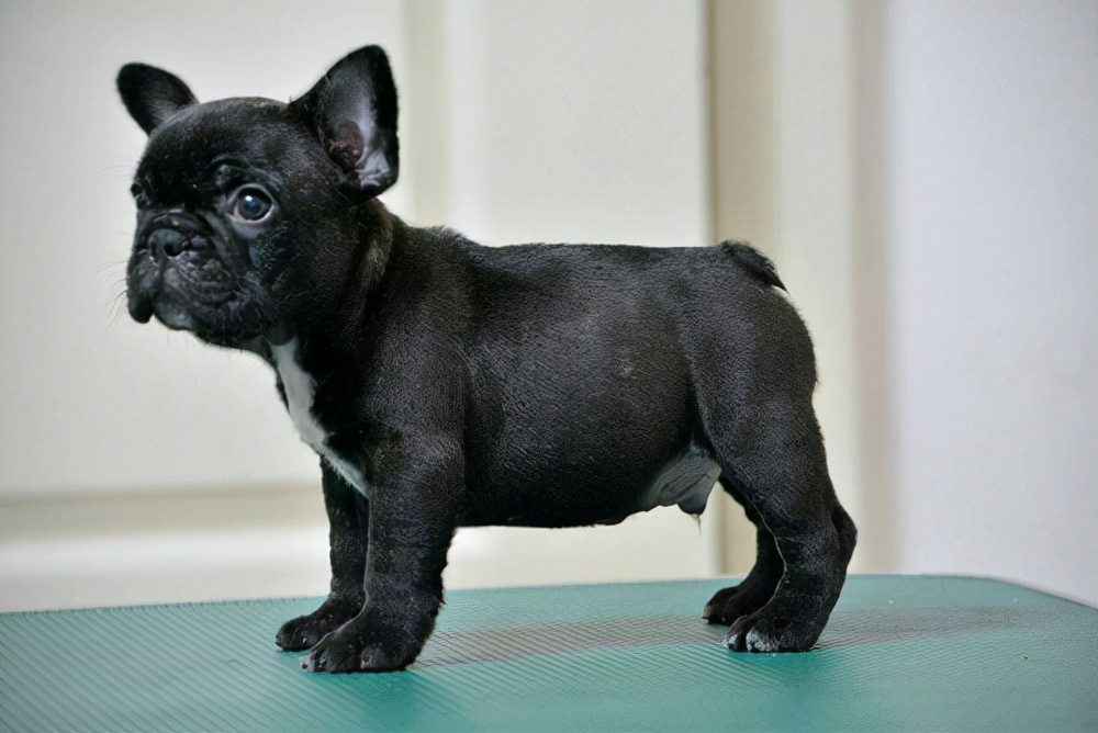 小狗有时候拉稀有时候不拉稀,小狗拉稀好了又拉稀