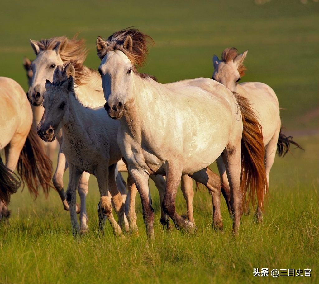 中国汗血宝马起源,我国现在还有纯正的汗血宝马吗