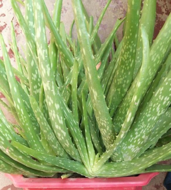 芦荟烂根了怎样补救,芦荟彻底烂根了怎么挽救