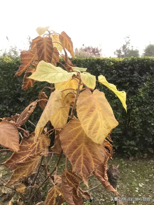 绣球几片叶子开始长花苞,绣球冬季绿叶爆侧芽