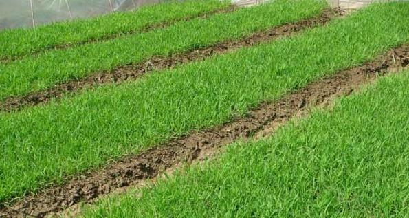 水稻育秧阶段问题及解决方案,水稻育苗稀了怎么办