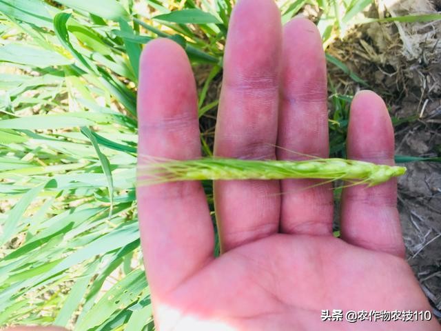 赤霉病在麦粒上的表现,小麦赤霉病麦粒什么样