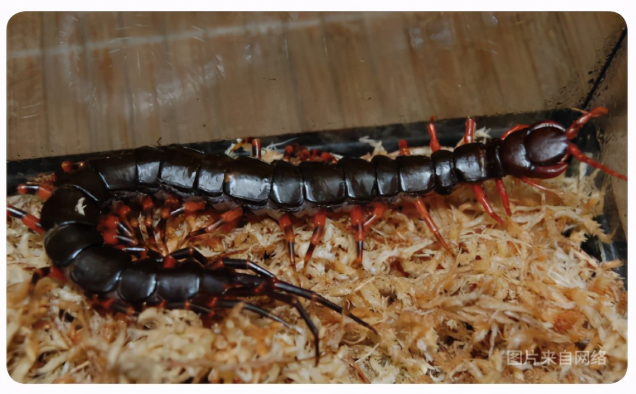 间角蜈蚣幼年,间脚蜈蚣习性