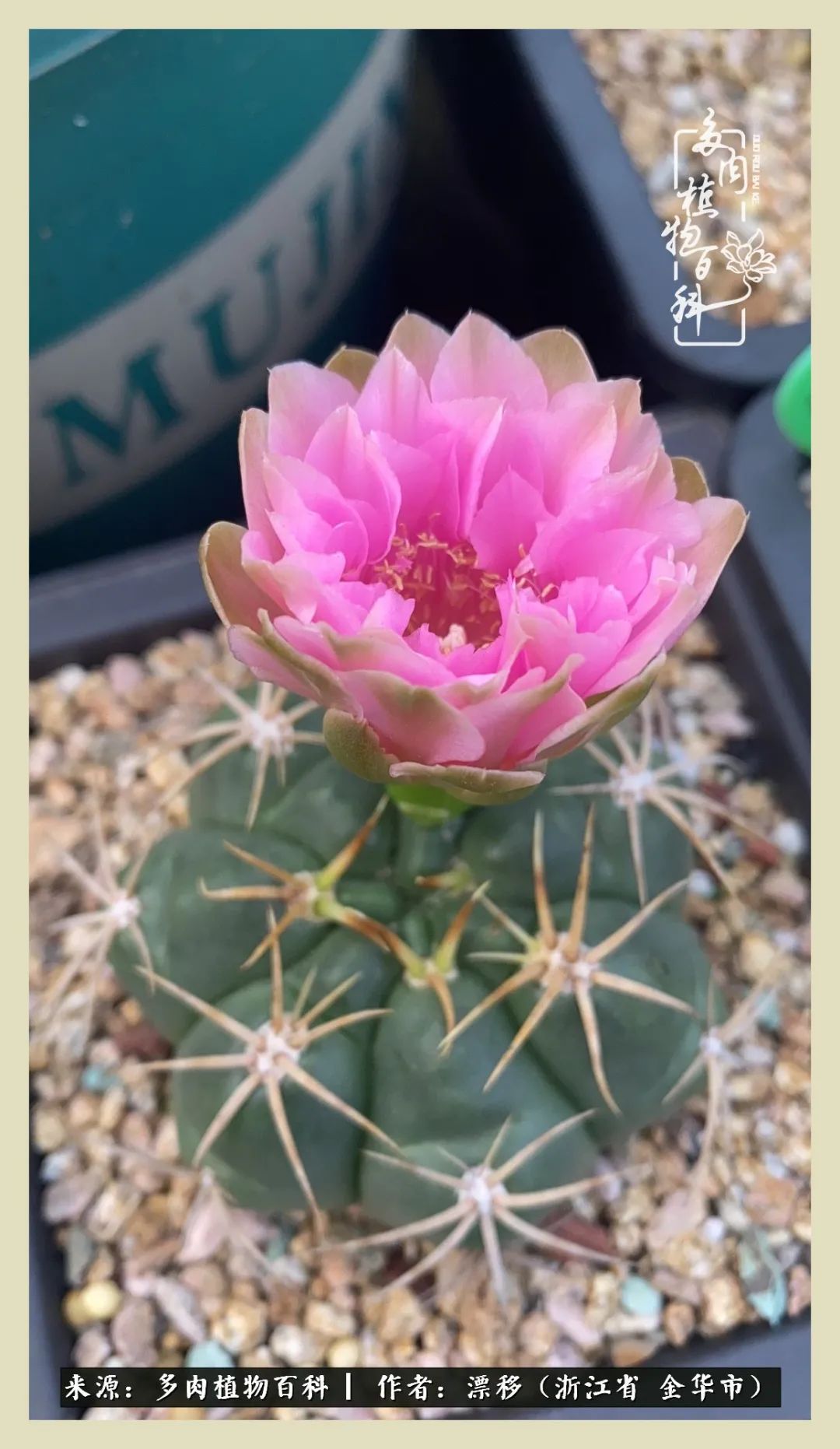 仙人球开花并散发着香味,仙人球花盛开吐露芬芳