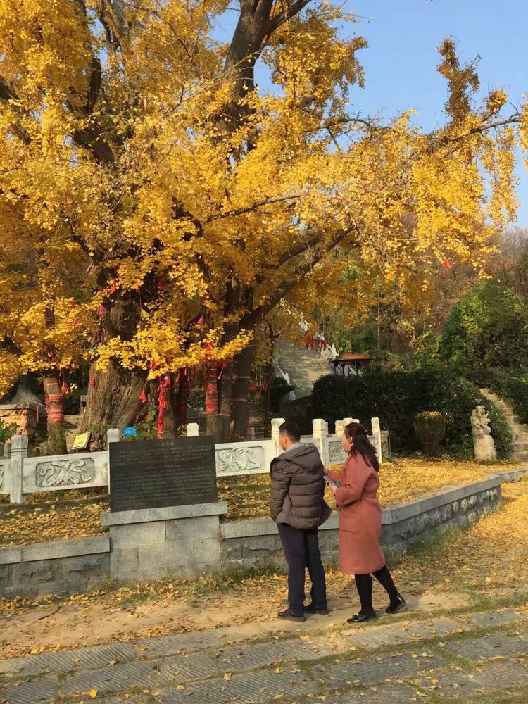 临沭冠山银杏树,临沭冠山道教