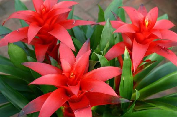 如何让鸿运当头长出新芽,鸿运当头怎么分侧芽