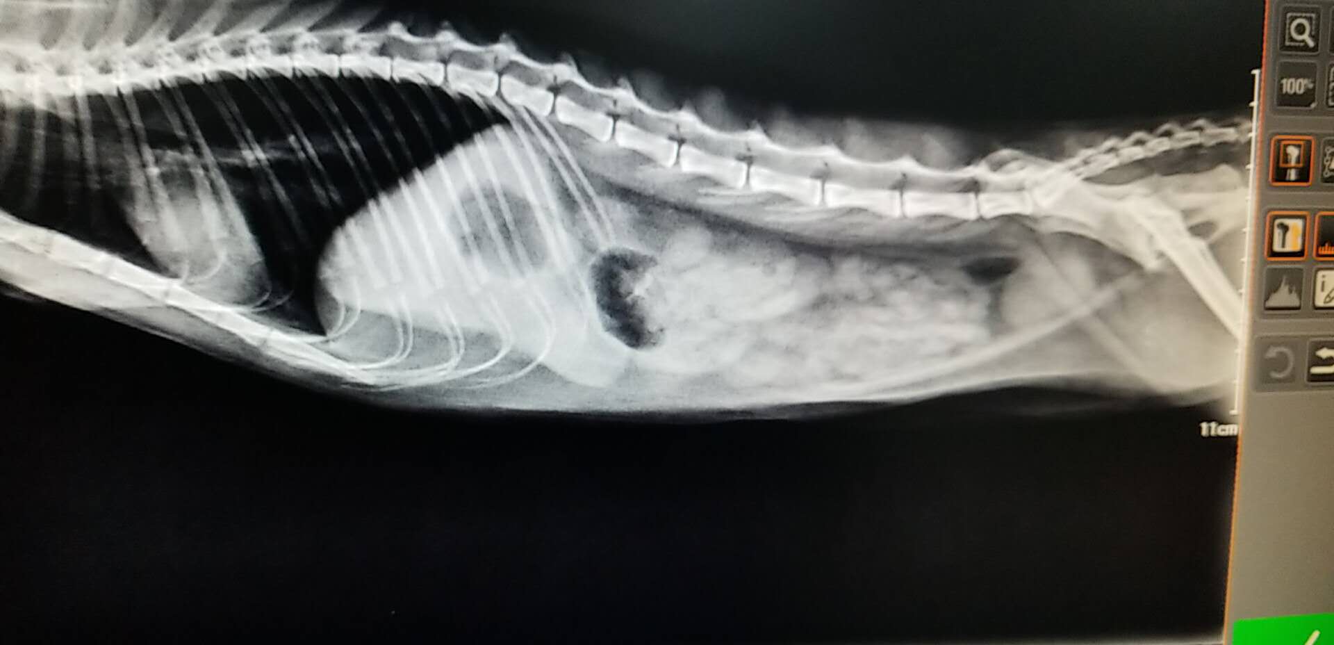 猫肠梗阻怎么治,猫肠梗阻的治疗方法