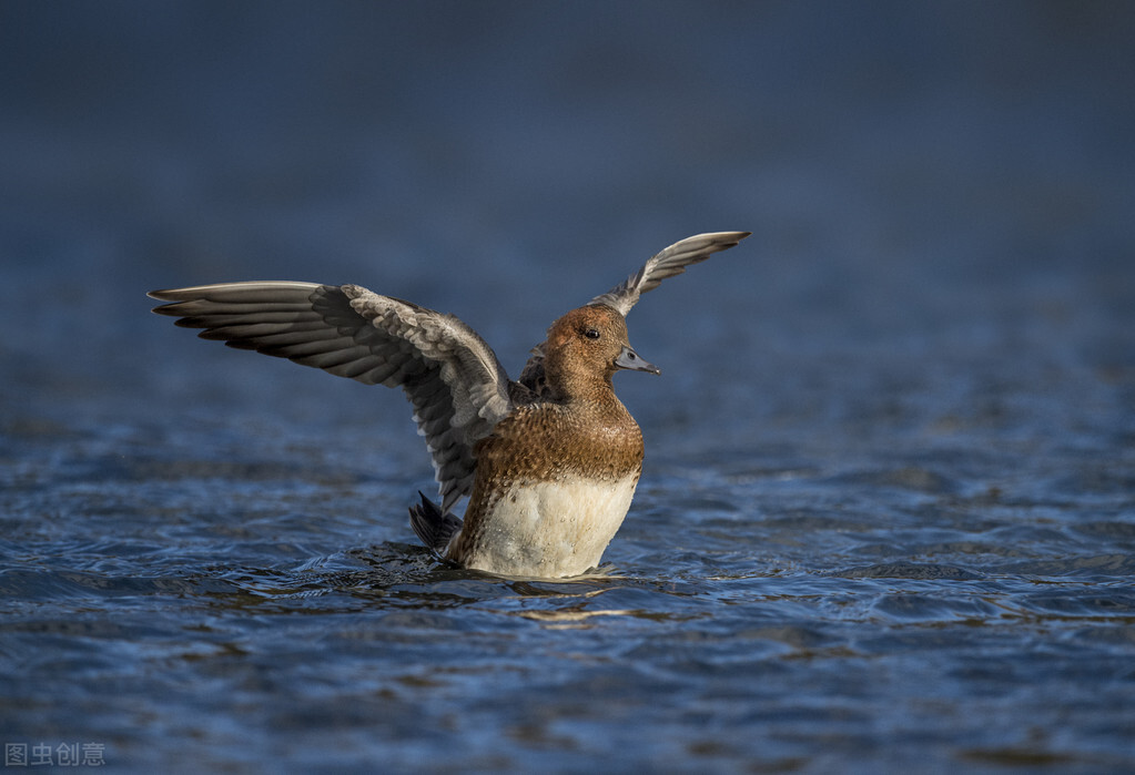鸽子不吃食精神不振拉稀用什么药,鸽子拉稀喂一片土霉素