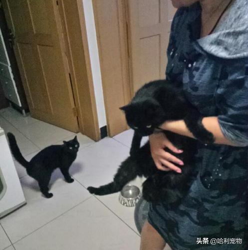 铲屎官的真相,铲屎官养了四只一模一样的猫