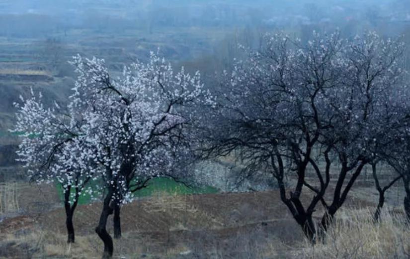 杜牧的清明诗意,杜牧的清明诗句