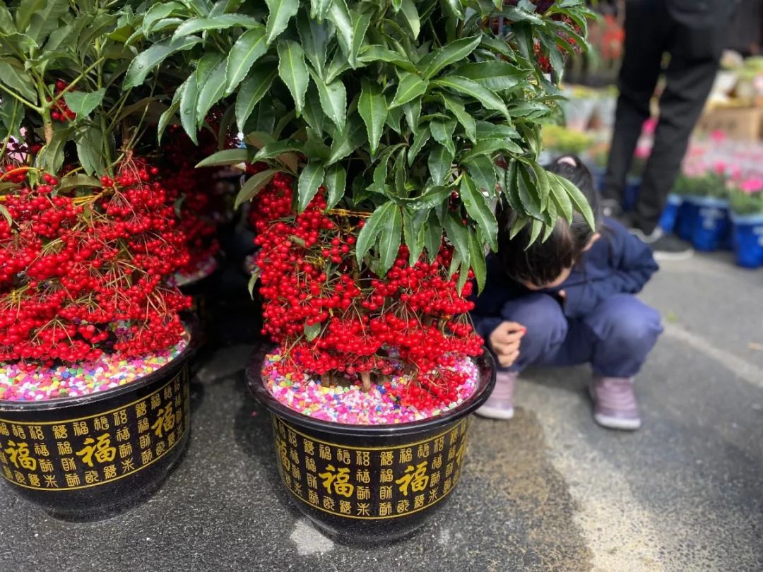 肇庆各区花市,2020肇庆市花市图片