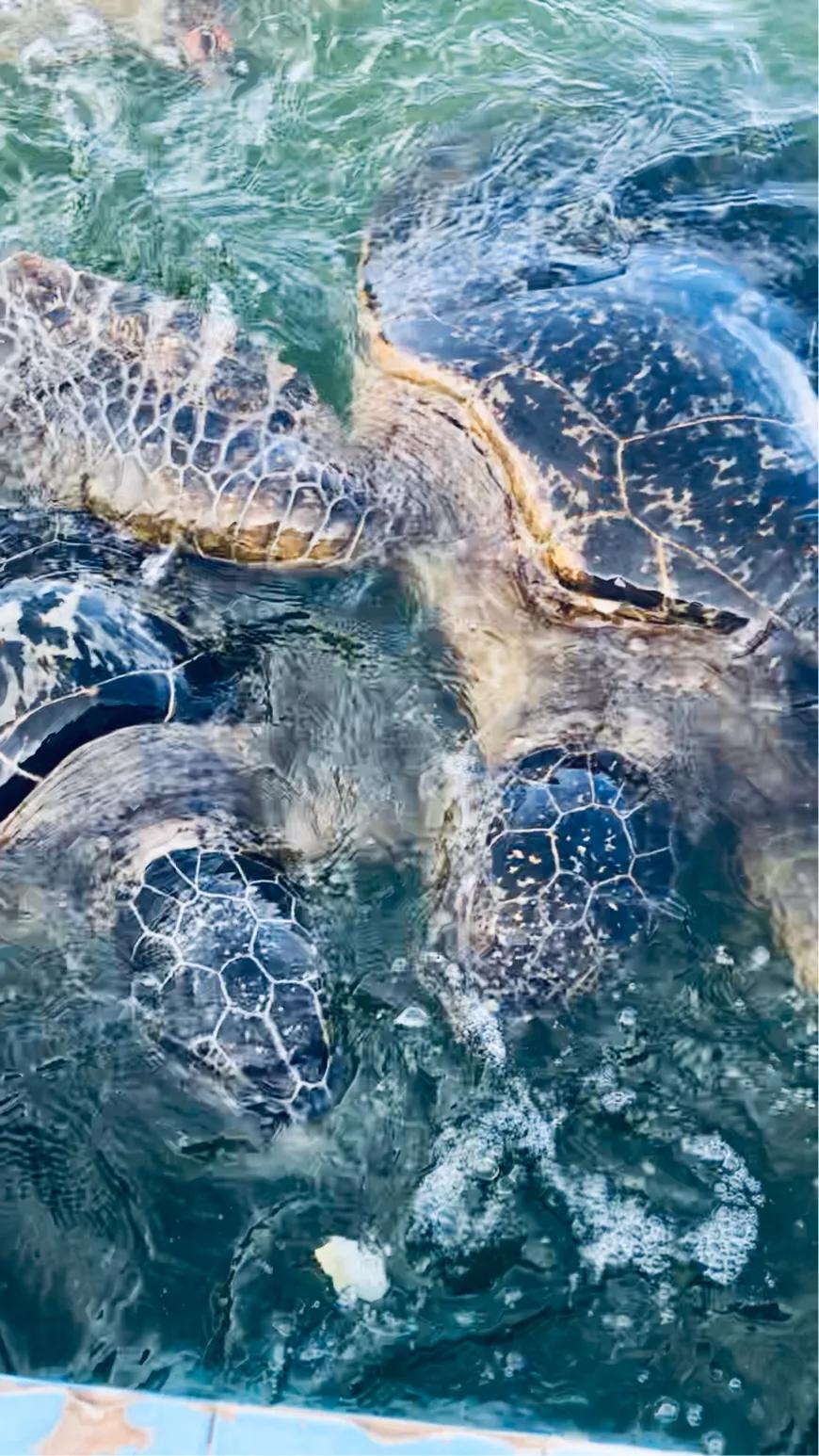 硇洲岛徒步环岛旅行,硇洲岛的旅游指南