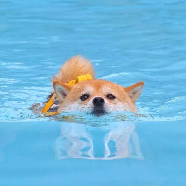 比人还会拍照的狗,简直萌炸朋友圈了