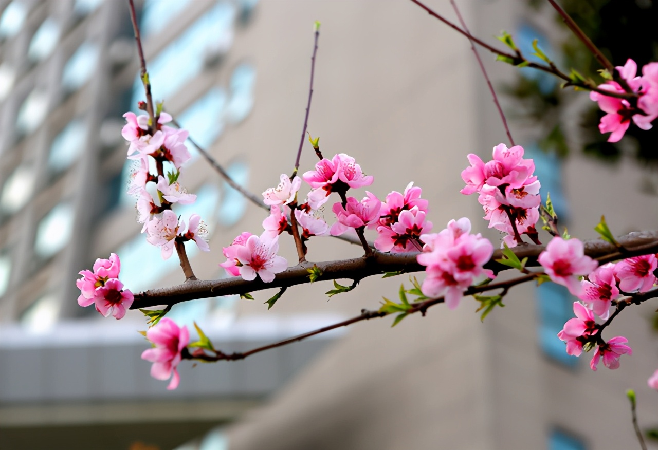 学计算机是报211还是普通双非大学,想学计算机专业又考不上怎么办