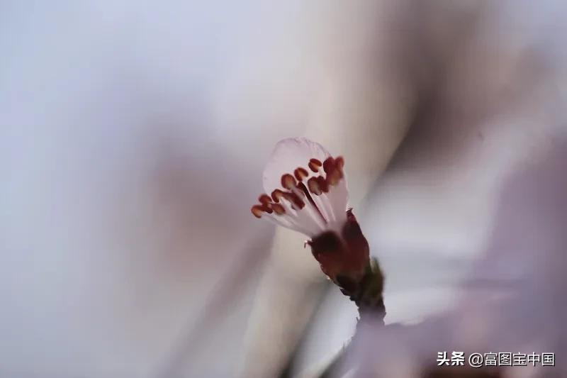 桃花怎么拍才好看,桃花怎么拍摄才能出新意