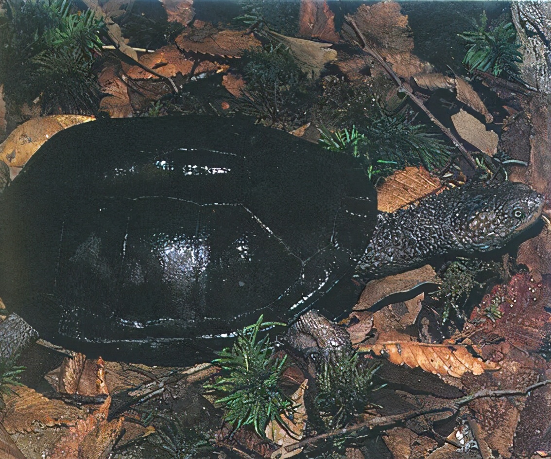 龟类大百科,大眼睛龟类