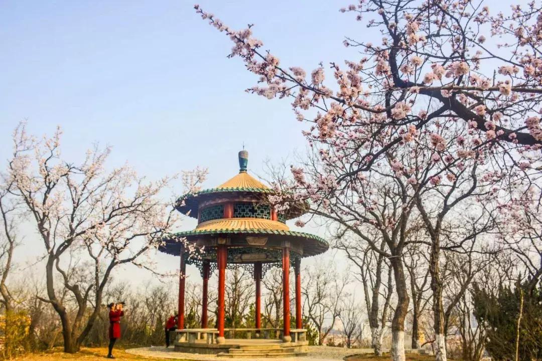 胶东地区春天的小鸟,胶东春天的雪