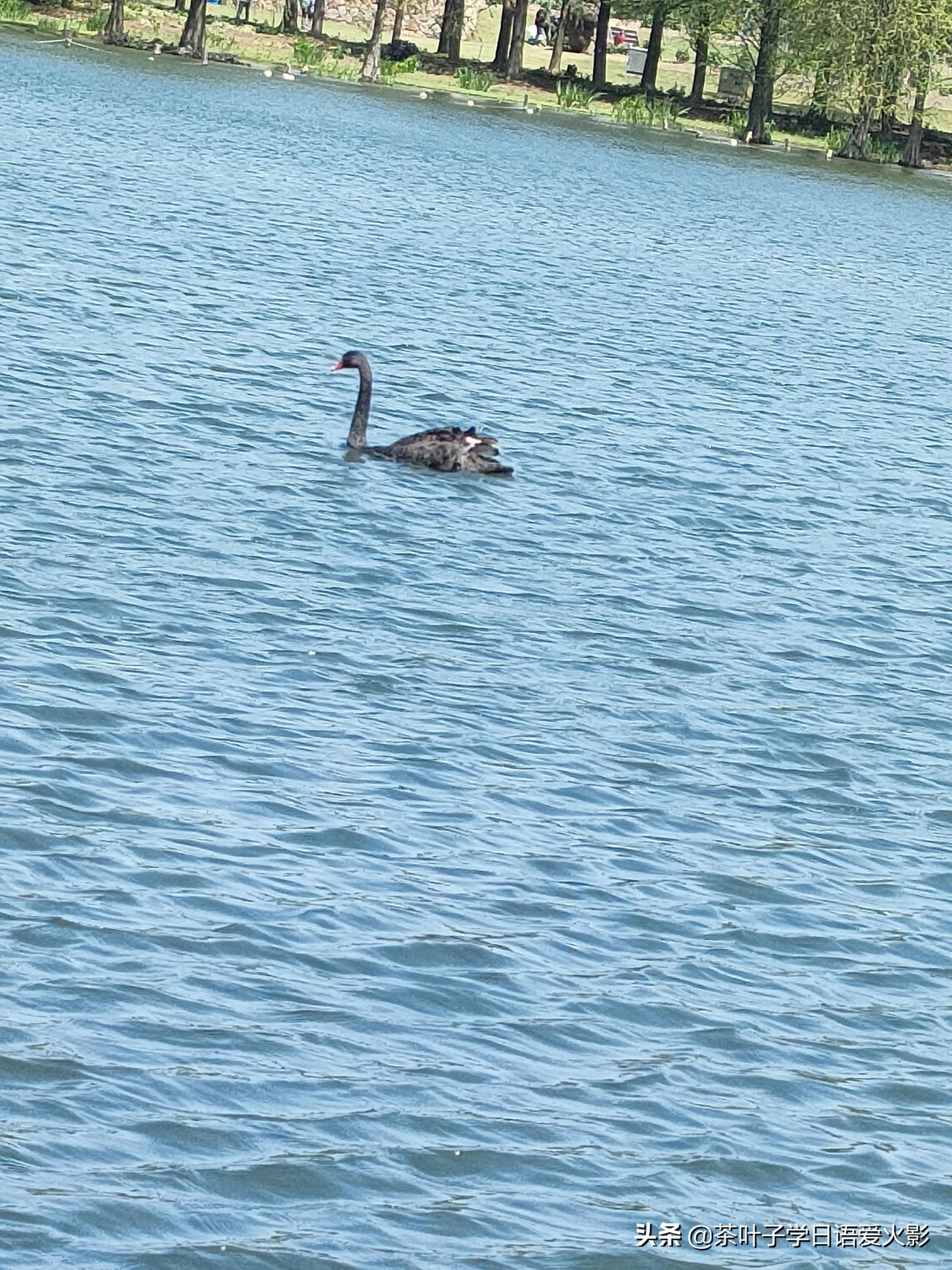 春天踏青适合去哪里玩,春天去上海辰山植物园攻略