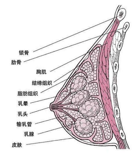 乳腺增生怀孕哺乳后会好转吗,乳腺增生哺乳疼痛有硬块怎么办