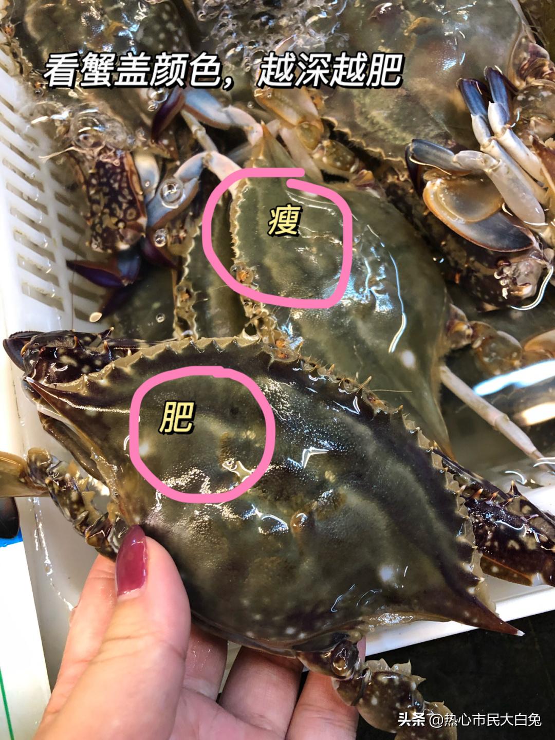 又到了吃螃蟹的季节你会挑吗,最适合吃螃蟹的季节是什么时候呢