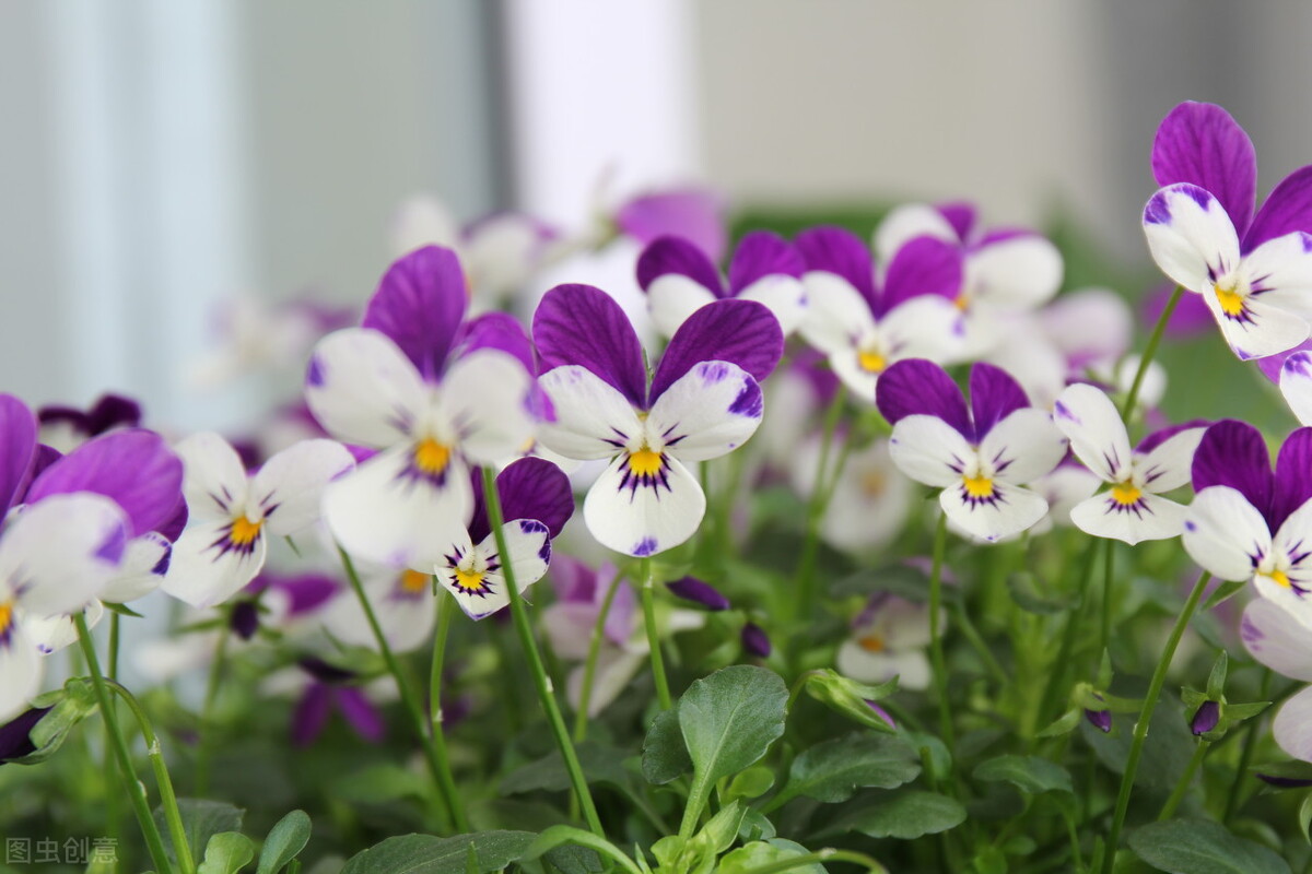 那些令人赞叹的庭院花卉,5种庭院生活方式的花卉