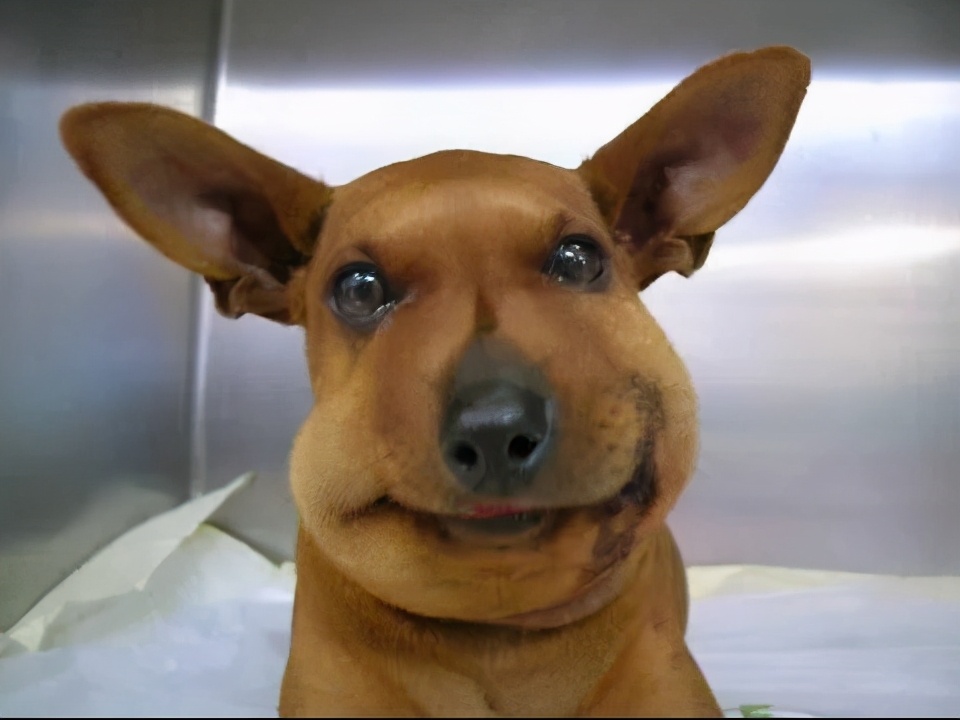 狗狗被马蜂蛰到了眼睛该怎么办,小奶狗被蜜蜂蛰了怎么办