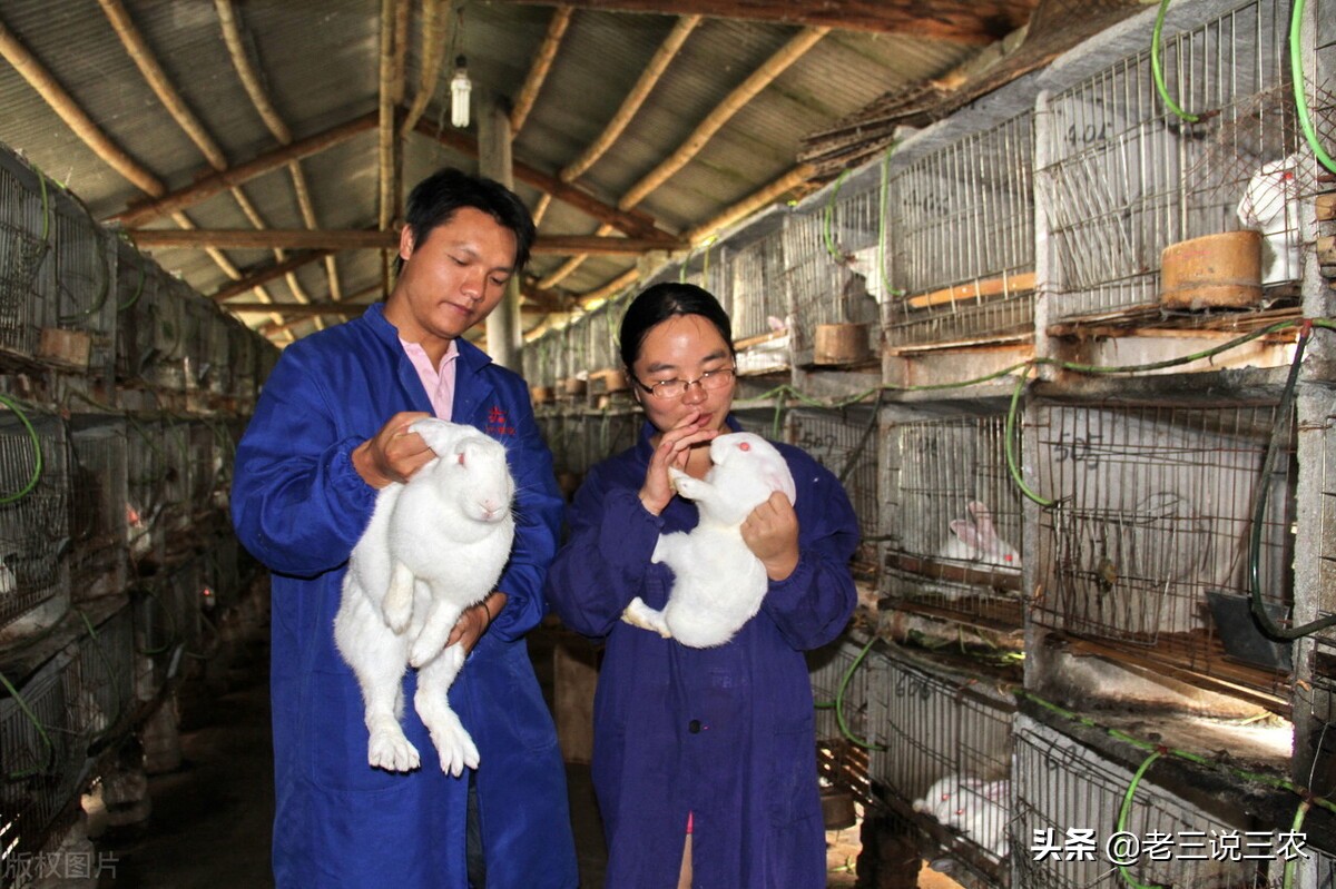 一个办法，解决冬天兔子饮水问题，长膘快，产仔多，一年多挣1000