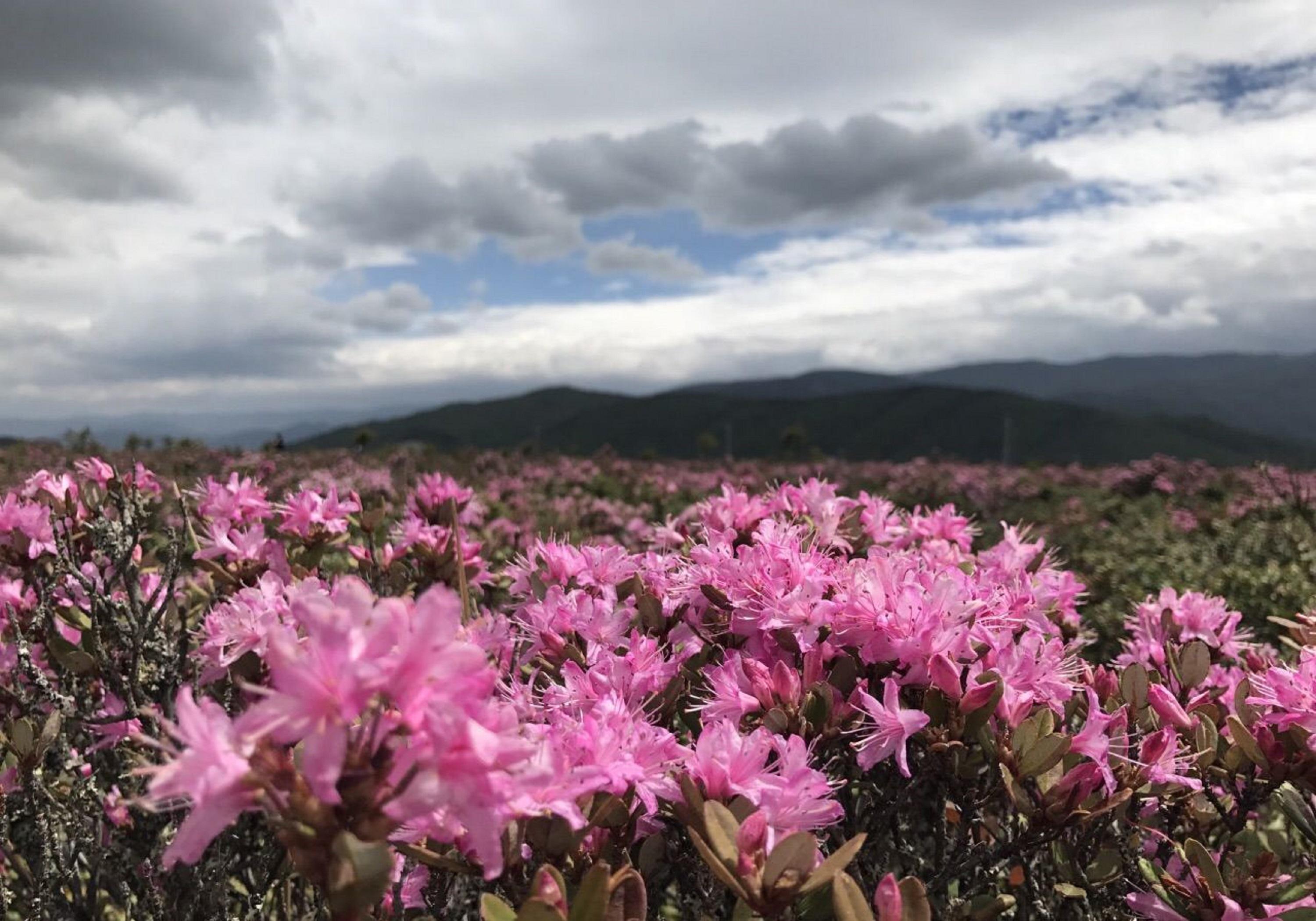看完司藤后看哪部电视剧,看完司藤还爱看什么