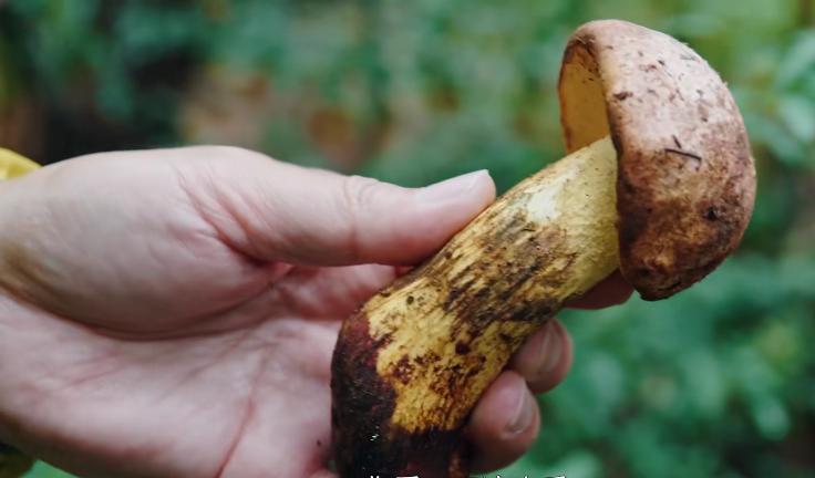 野生菌的毒是什么毒,野生菌属于毒品吗