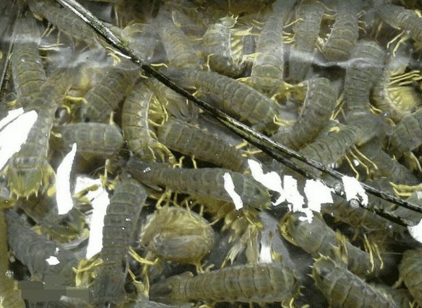 皮皮虾为什么无法养殖,皮皮虾为什么没有养殖的