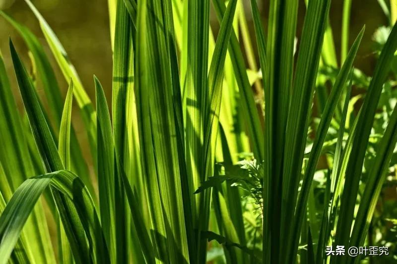 山前青青野艾草，你家门前插几枝？