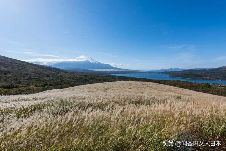 黄金色的芒草，让秋天多了份文艺的风情，日本国内最美芒草名所