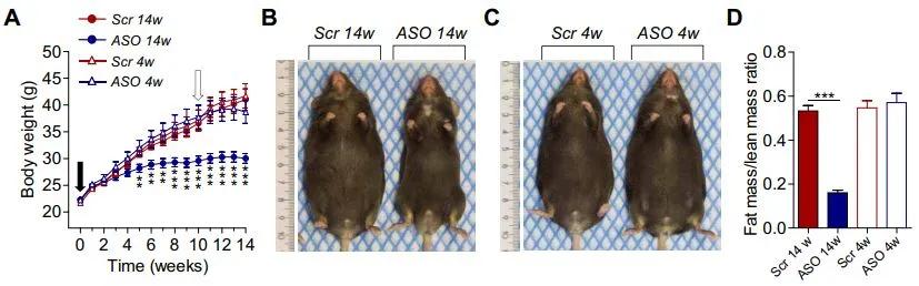 天天高热量就是不胖,每天吃的脂肪不消耗就变胖吗