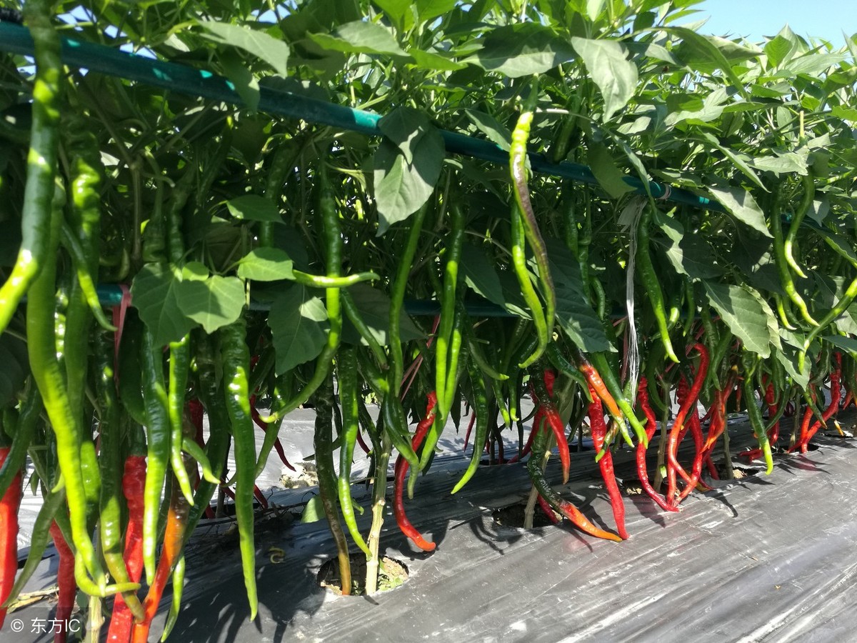 种植大棚蔬菜什么品种好,种植蔬菜大棚怎么样