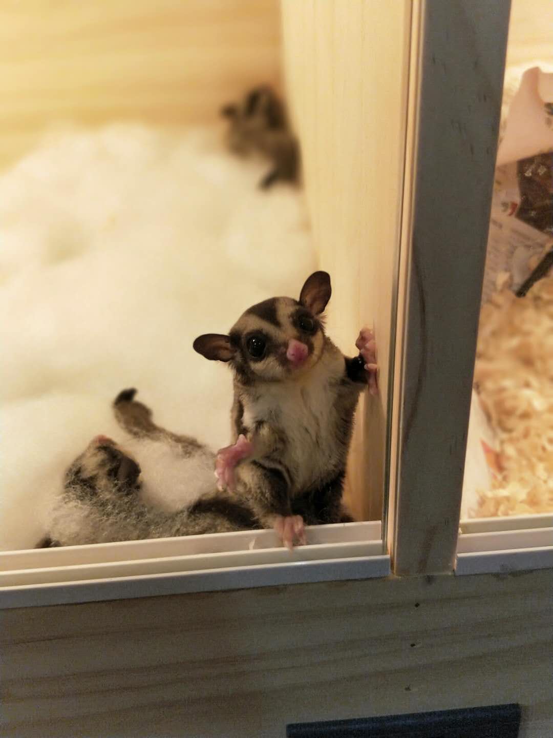 被蜜袋鼯咬出血需要打疫苗或者破伤风嘛，正确的处理方式是什么