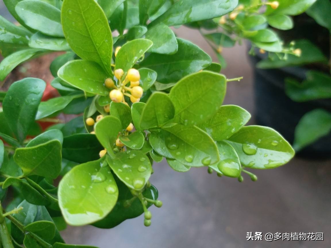 米兰的冬季养护方法与要点,秋天米兰修剪方法